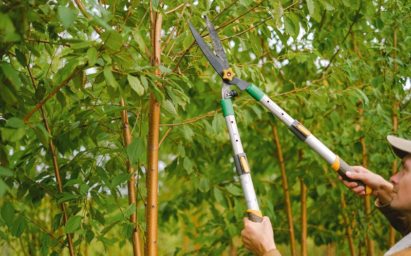 Tree trimming in Garden Prairie, IL