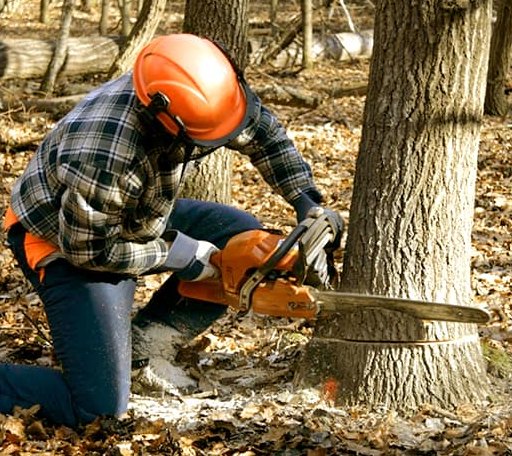 Tree Removal in Garden Prairie, IL